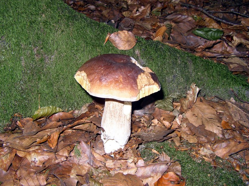 Boletus edulis 01